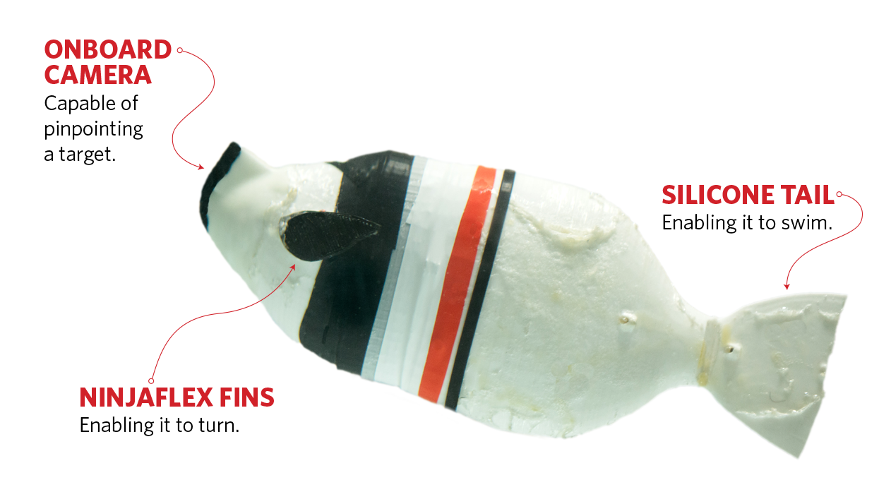 It Swims. It Squirts Water. It’s Robo Fish! - Lafayette Magazine Summer