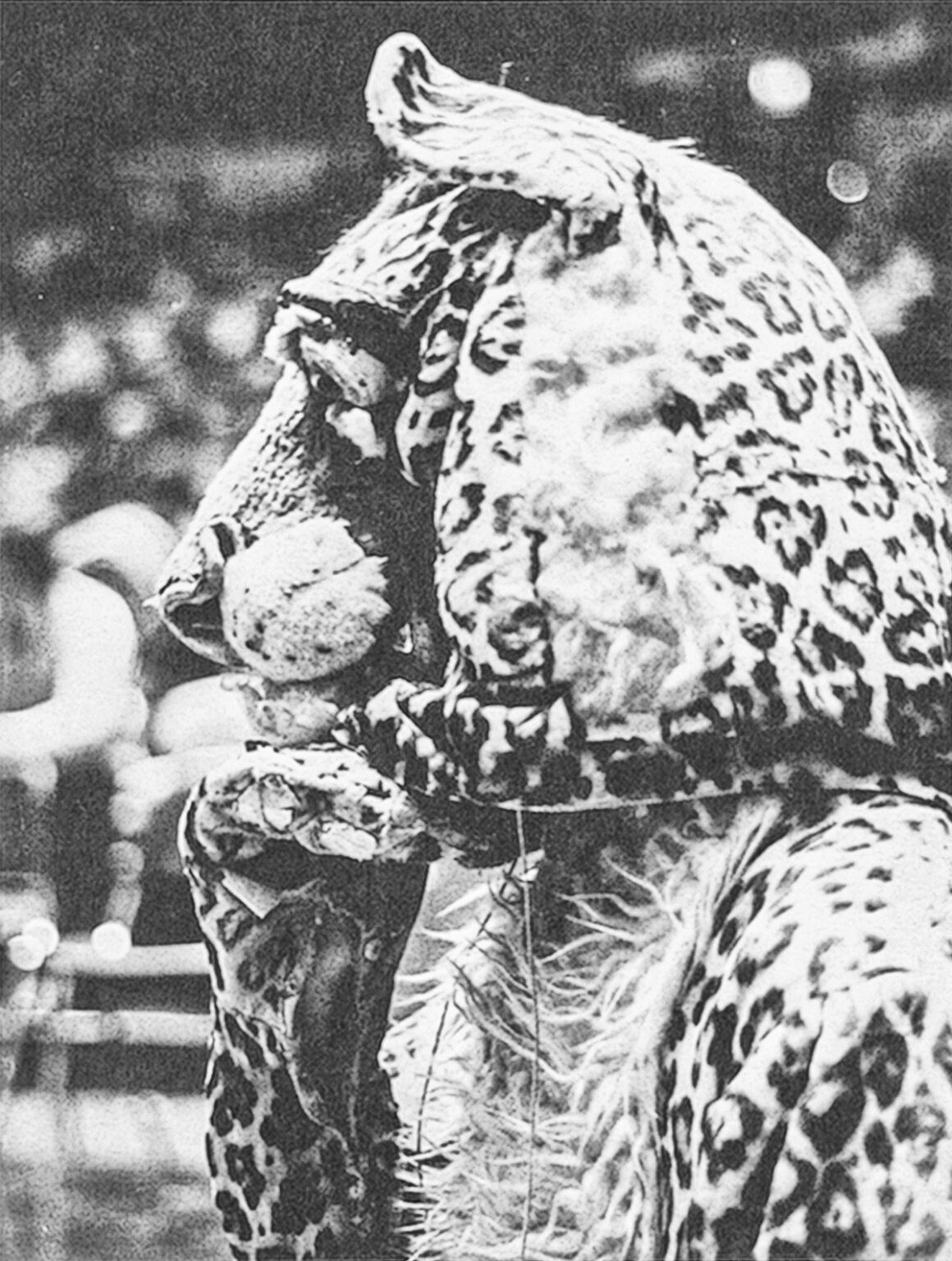 Duffield Leopard A Leopard’s legacy - Lafayette - The alumni magazine