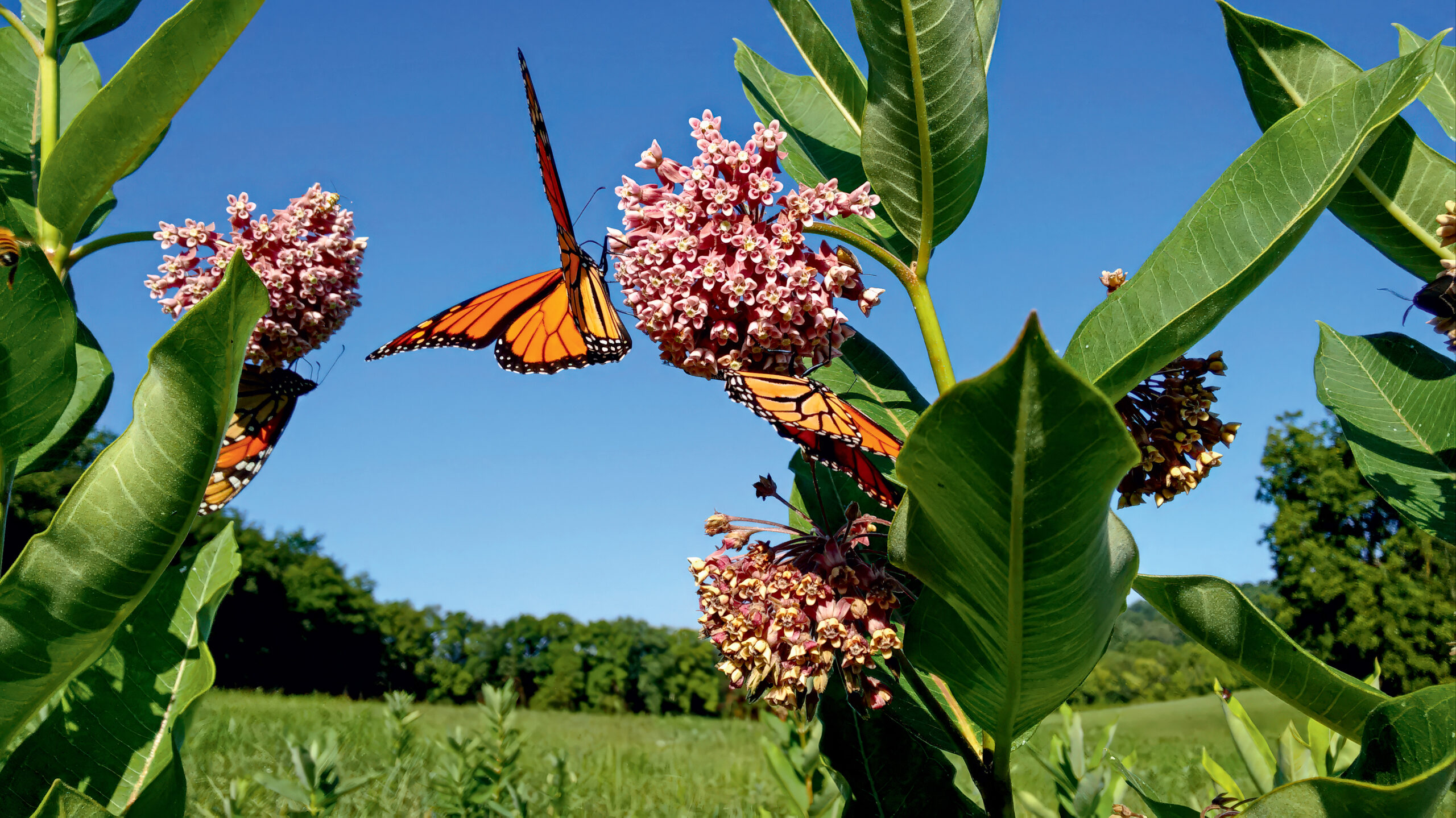 A precious time for rewilding